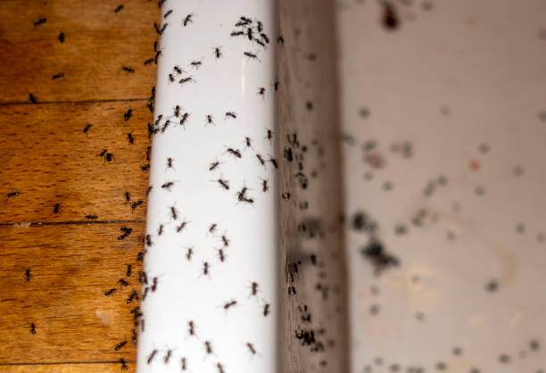 Best Ant Control Services  in Ontario, OH